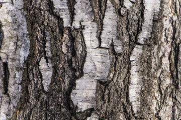 Wood texture, natural birch bark