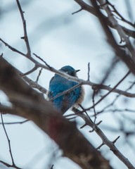 Sparrow