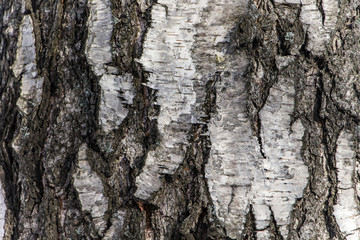 Wood texture, natural birch bark