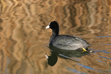 duck in the water