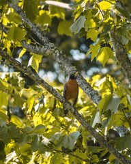 Robin