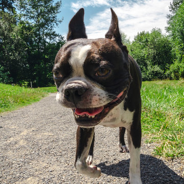 Close Up Boston Terrier Puppy Face on Gravel Walk Path at Park