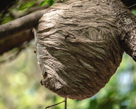 Wildlife Background of Large Paper Wasp Nest Colony in Forest Tree