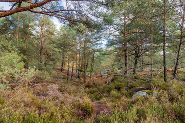 Nature walking during Autumn at the Fontainebleau Forest