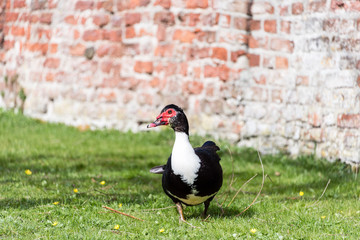 close up portait of a Muscovy duck
