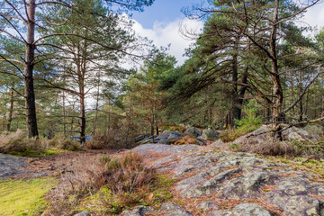 Nature walking during Autumn at the Fontainebleau Forest