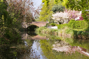 Basingstoke canal near Woking in Surrey on a sunny spring day with reflection of hump back brick bridge and cherry blossom tree
