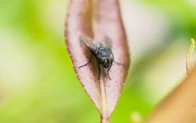 bug on a leaf