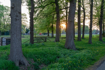 Fence between trees in The Netherlands