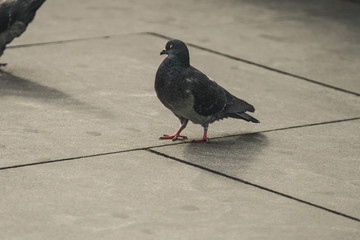 pigeon on sidewalk