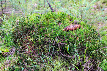 Old tree stump in woodland, covered with moss