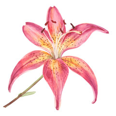 Elegant lily, pink lily flower on an isolated white background, watercolor watercolor flower, stock illustration.