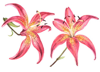 Elegant lily, pink lily flower on an isolated white background, watercolor watercolor flower, stock illustration.