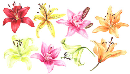 Elegant lilies, red yellow orange pink lily flowers on an isolated white background, watercolor flower, stock illustration, big collection, set.