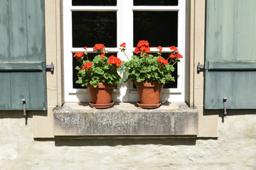 Fototapeta na wymiar Red Flowers-Pot Plants on Sunny Window Sill 6958-042