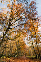 Obraz premium Nature walking during Autumn at the Fontainebleau Forest