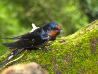 WILD BIRD UK