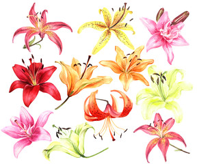 Elegant lilies, red yellow orange pink lily flowers on an isolated white background, watercolor flower, stock illustration, big collection, set.