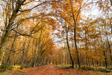 Nature walking during Autumn at the Fontainebleau Forest