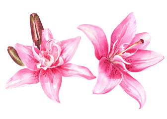 Watercolor lily, pink lily flower on an isolated white background, watercolor watercolor flower, stock illustration.