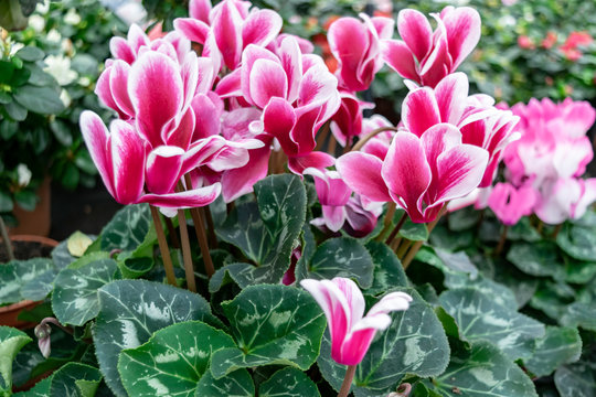 Pink purple cyclamen close up. Flowers in the spring garden. Winter and spring flowers. 