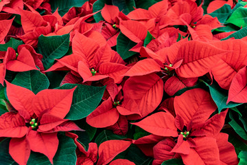 Red poinsettia Christmas background. Flowers Christmas star close-up. Traditional Xmas winter festive flowers. 
