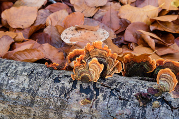 Nature walking during Autumn at the Fontainebleau Forest