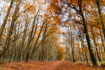 Nature walking during Autumn at the Fontainebleau Forest