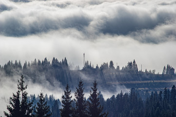 Der Nebel umhüllt den Wald