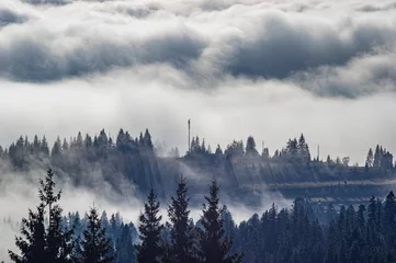 Foto op Plexiglas Mistig bos De mist omhult het bos