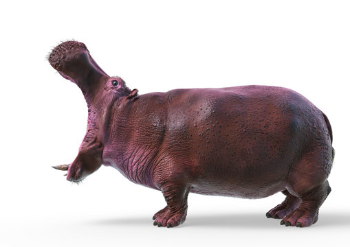 hippopotamus in white background