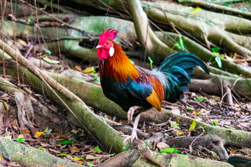 Singapore - January 5 2019: A cockerel in Singapore
