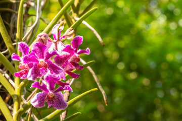 Purple orchid, Mokara.