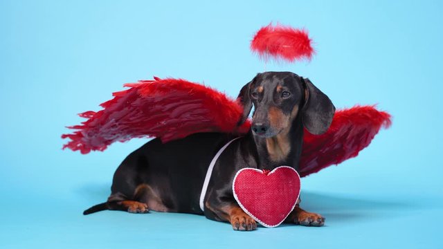 Cute black and tun dachshund lays on bright blue background with crimson red feathered wings on the back and halo above the head, with red heart in a paws. Angel dog congratulates with Valentine Day.