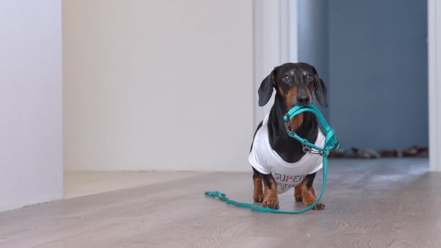 Cute dachshund dog in a white T-shirt with print bringing a blue leash from the room, hinting to the owners that he wanting to go for a walk, barking and wagging his tail.