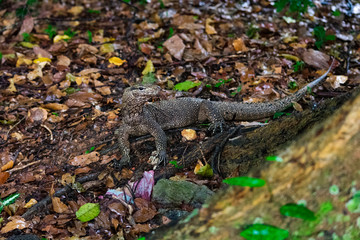 Singapore - January 5 2019: An iguana is camouflaged in nature in Singapore