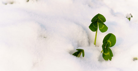 Panoramic view of white clover flowers on snow background. young plant in the snow