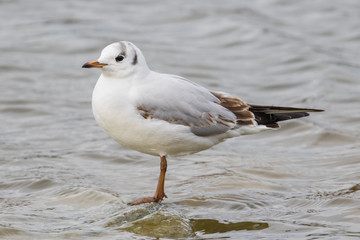 Close up view of a seagull standing in water