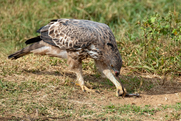 Crested Serpent Eagle (Spilornis cheela) Eating a Snake, Udawalawe National Park, Sri Lanka