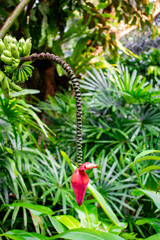 Singapore - January 5 2019: The flower has yet to bloom