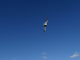 un goéland dans le ciel bleu