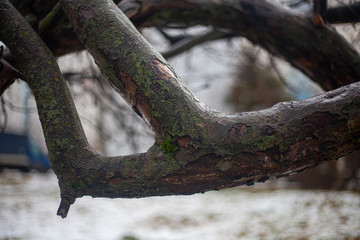 Branch of a tree. Cloudy background after the rain.