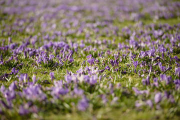 Purple crocus flowers meadow scene. Crocus meadow flowers. Purple crocus flowers. Purple crocus flower meadow. Jasne Blonia Square in Szczecin