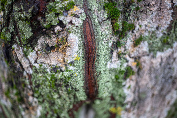 The texture of the moss on the tree. The combination of green in nature.