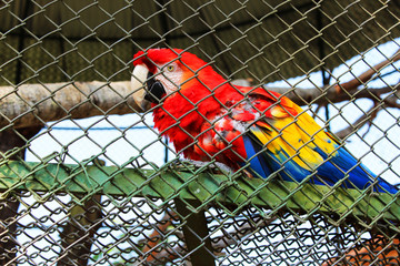 Guacamaya Roja