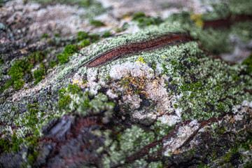 The texture of the moss on the tree. The combination of green in nature.