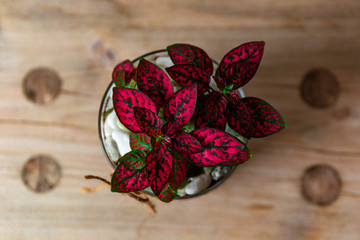 Wide Aerial Shot of a Red Polka Dot Plant on Wooden Table