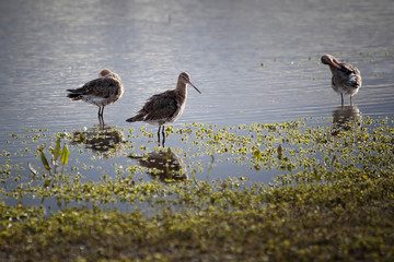 Godwits