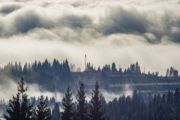 Der Nebel umhüllt den Wald