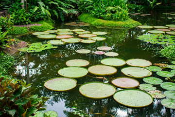 Singapore - January 5 2019: A suggestive pond in nature